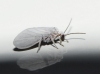 Coniopterygidae Coniopterygidae