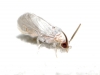 Coniopterygidae Coniopterygidae
