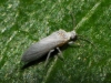 Coniopterygidae Coniopterygidae