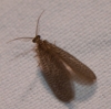 Dilar sp. Rambur, 1838