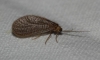 Dilar sp. Rambur, 1838