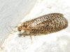 Dilar sp. Rambur, 1838