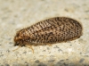 Dilar sp. Rambur, 1838