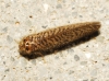 Dilar sp. Rambur, 1838