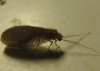 Dilar sp. Rambur, 1838