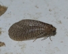 Dilar sp. Rambur, 1838