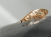 Hemerobiidae Hemerobiidae