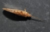 Hemerobiidae Hemerobiidae