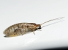 Hemerobiidae Hemerobiidae