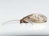 Hemerobiidae Hemerobiidae