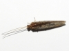 Hemerobiidae Hemerobiidae