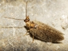 Hemerobiidae Hemerobiidae