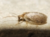 Hemerobiidae Hemerobiidae