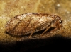 Hemerobiidae Hemerobiidae