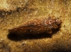 Hemerobiidae Hemerobiidae