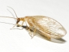 Hemerobiidae