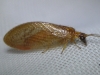 Hemerobius cf. nitidulus