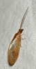 Hemerobius stigma ( Stephens, 1836 )