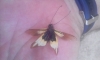 LIBELLOIDES BAETICUS?