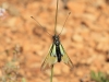 Libelloides baeticus