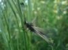 Libelloides hispanicus (Rambur, 1842)