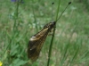 Libelloides hispanicus (Rambur, 1842)