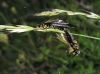 Libelloides hispanicus (Rambur, 1842)
