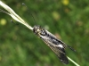 Libelloides hispanicus (Rambur, 1842)