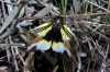Libelloides baeticus