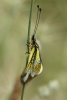 Libelloides baeticus