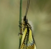 Libelloides baeticus