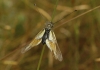 Libelloides baeticus