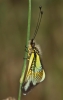 Libelloides baeticus