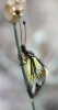 Libelloides baeticus