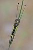 Libelloides baeticus