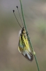 Libelloides baeticus