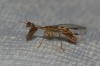 Mantispa styriaca (Poda, 1761)