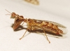 Mantispa styriaca (Poda, 1761)
