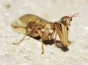 Mantispa styriaca (Poda, 1761)