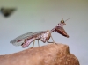 Mantispa styriaca (Poda, 1761)