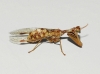 Mantispa styriaca (Poda, 1761)