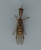 Mantispa styriaca (Poda, 1761)