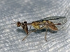 Mantispa styriaca (Poda, 1761)