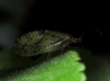Megalomus sp.