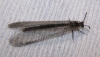 Myrmeleon sp. Linnaeus, 1767