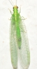 Pseudomallada picteti (McLachlan, 1880)