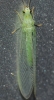 Pseudomallada prasinus (Burmeister, 1839)