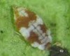 Semidalis aleyrodiformis Semidalis aleyrodiformis