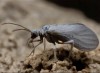 Semidalis pseudouncinata Semidalis pseudouncinata
