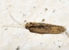 Wesmaelius (Kimminsia) sp. Killington, 1937